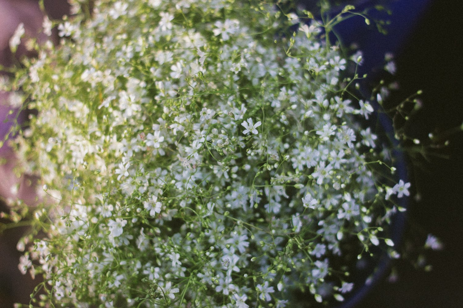 Spring Flowers